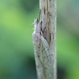 Phryganeutis cinerea at Cook, ACT - 12 Apr 2020