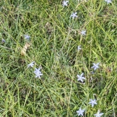 Wahlenbergia capillaris (Tufted Bluebell) at Black Range, NSW - 13 Apr 2020 by MatthewHiggins