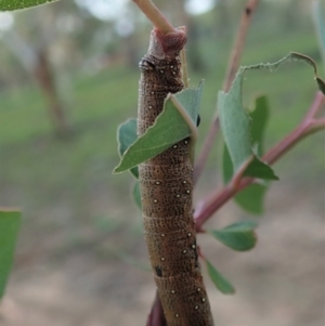 Geometridae (family) IMMATURE at Cook, ACT - 13 Apr 2020