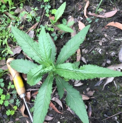 Senecio sp. (A Fireweed) at Woodstock, NSW - 19 Apr 2020 by Evelynm