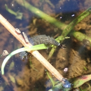 Dytiscidae (family) at Cook, ACT - 12 Apr 2020