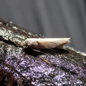 Oecophoridae (family) at Cook, ACT - 18 Apr 2020