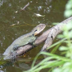 Intellagama lesueurii howittii (Gippsland Water Dragon) at Bega, NSW - 16 Apr 2020 by MatthewHiggins