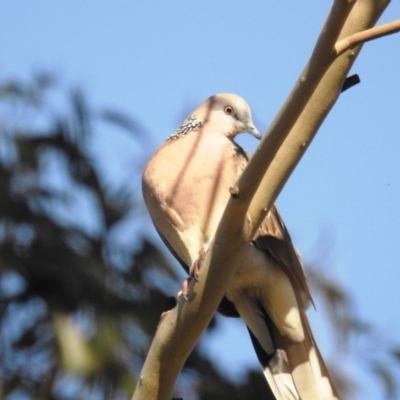 Spilopelia chinensis (Spotted Dove) at Kambah, ACT - 19 Apr 2020 by HelenCross