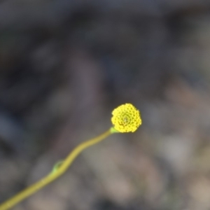 Craspedia variabilis at Wamboin, NSW - suppressed