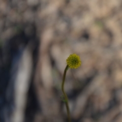 Craspedia variabilis at Wamboin, NSW - suppressed