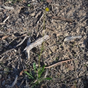 Craspedia variabilis at Wamboin, NSW - suppressed