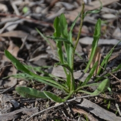 Craspedia variabilis at Wamboin, NSW - 30 Mar 2020