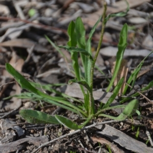 Craspedia variabilis at Wamboin, NSW - suppressed