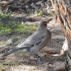 Strepera versicolor (Grey Currawong) at Rob Roy Range - 20 Apr 2020 by HelenCross