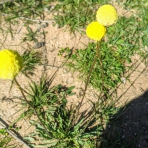 Craspedia variabilis at Tuggeranong DC, ACT - suppressed