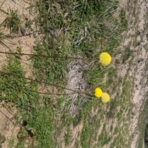 Craspedia variabilis at Tuggeranong DC, ACT - suppressed