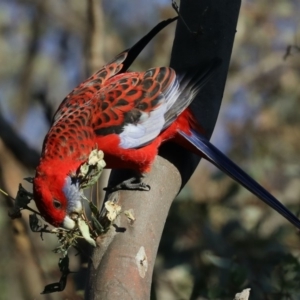 Platycercus elegans at Majura, ACT - 18 Apr 2020