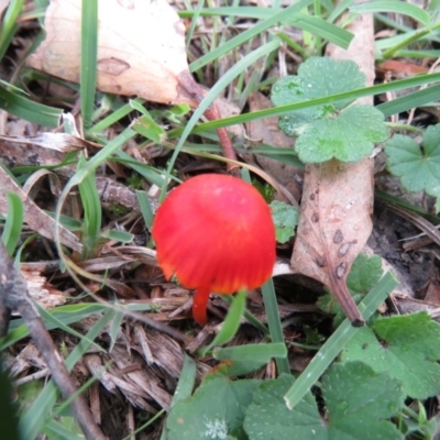 Hygrocybe sp. ‘red’ (A Waxcap) at Coree, ACT - 20 Apr 2020 by SandraH