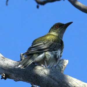 Oriolus sagittatus at Majura, ACT - 18 Apr 2020