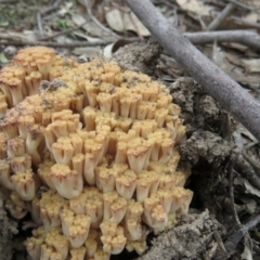 Ramaria sp. (A Coral fungus) at Coree, ACT - 20 Apr 2020 by SandraH