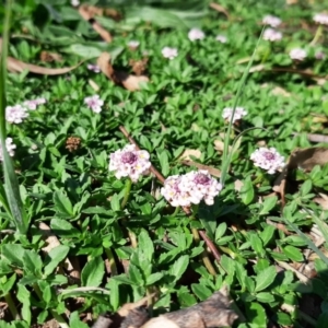 Phyla canescens at Higgins, ACT - 1 Apr 2020