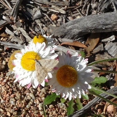 Scopula rubraria (Reddish Wave, Plantain Moth) at Sth Tablelands Ecosystem Park - 20 Apr 2020 by JanetRussell