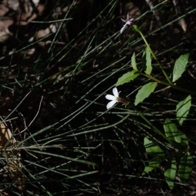 Lobelia purpurascens (White Root) at Exeter - 18 Apr 2020 by Boobook38