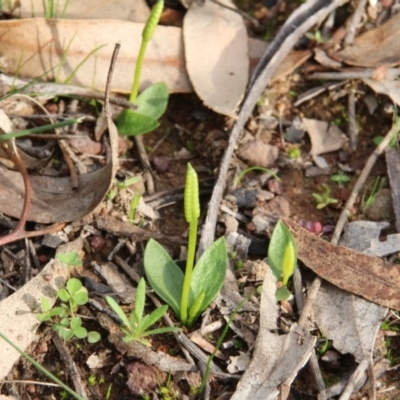 Ophioglossum lusitanicum (Adder's Tongue) at Mount Majura - 19 Apr 2020 by petersan