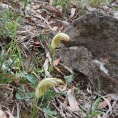 Diplodium truncatum (Little Dumpies, Brittle Greenhood) at Hackett, ACT - 19 Apr 2020 by petersan