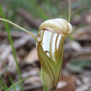 Diplodium truncatum at Hackett, ACT - 20 Apr 2020