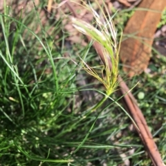 Austrostipa scabra (Corkscrew Grass, Slender Speargrass) at Hughes, ACT - 20 Apr 2020 by KL