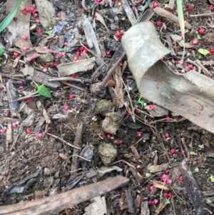 Einadia nutans subsp. nutans at Hughes, ACT - 20 Apr 2020