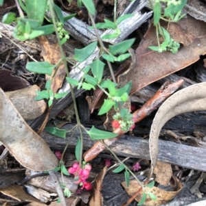 Einadia nutans subsp. nutans at Hughes, ACT - 20 Apr 2020 02:34 PM