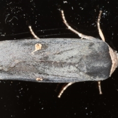 Proteuxoa cinereicollis (A noctuid or owlet moth) at Ainslie, ACT - 18 Apr 2020 by jb2602