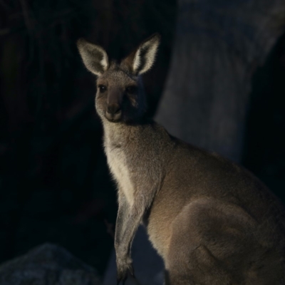 Macropus giganteus (Eastern Grey Kangaroo) at Majura, ACT - 18 Apr 2020 by jb2602