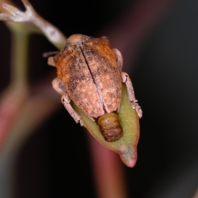 Gonipterus sp. (genus) (Eucalyptus Weevil) at Dunlop, ACT - 25 Mar 2013 by Bron