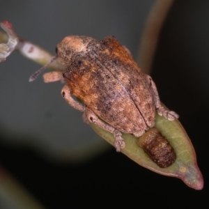 Gonipterus sp. (genus) at Dunlop, ACT - 25 Mar 2013