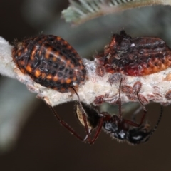 Icerya acaciae (Acacia mealy bug) at Dunlop, ACT - 26 Apr 2013 by Bron