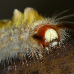 Lepidoptera unclassified IMMATURE moth at Dunlop, ACT - 26 Apr 2013