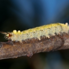 Lepidoptera unclassified IMMATURE moth at Dunlop, ACT - 26 Apr 2013