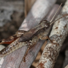 Phaulacridium vittatum (Wingless Grasshopper) at West Belconnen Pond - 26 Apr 2013 by Bron