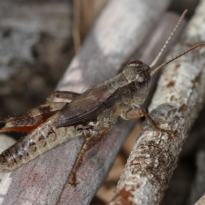 Phaulacridium vittatum at Dunlop, ACT - 26 Apr 2013