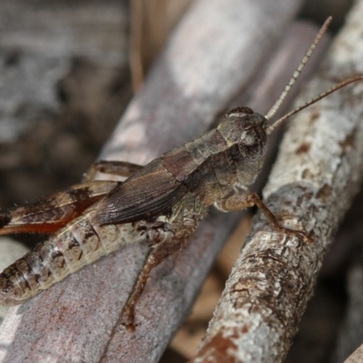 Phaulacridium vittatum (Wingless Grasshopper) at Dunlop, ACT - 26 Apr 2013 by Bron