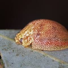 Paropsis atomaria (Eucalyptus leaf beetle) at West Belconnen Pond - 26 Apr 2013 by Bron