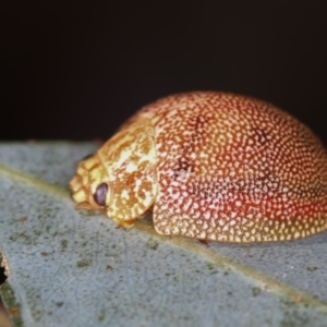 Paropsis atomaria at Dunlop, ACT - 26 Apr 2013