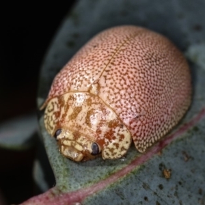 Paropsis atomaria at Dunlop, ACT - 26 Apr 2013