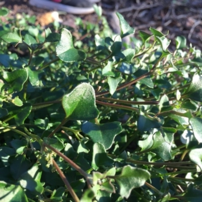 Einadia hastata (Berry Saltbush) at Hackett, ACT - 19 Apr 2020 by WalterEgo