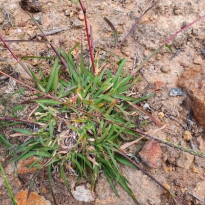 Bothriochloa macra (Red Grass, Red-leg Grass) at Tuggeranong Hill - 20 Apr 2020 by ChrisHolder