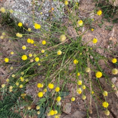 Calotis lappulacea (Yellow Burr Daisy) at Tuggeranong Hill - 20 Apr 2020 by ChrisHolder