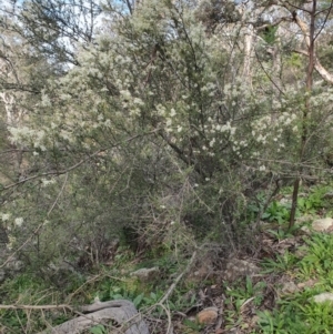 Bursaria spinosa subsp. lasiophylla at Calwell, ACT - 20 Apr 2020 03:34 PM