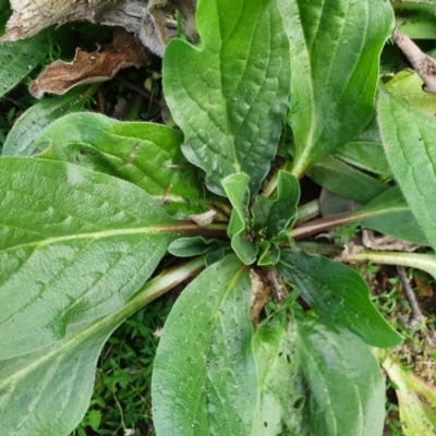 Echium plantagineum (Paterson's Curse) at Calwell, ACT - 20 Apr 2020 by ChrisHolder