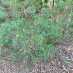 Cassinia quinquefaria (Rosemary Cassinia) at Calwell, ACT - 20 Apr 2020 by ChrisHolder