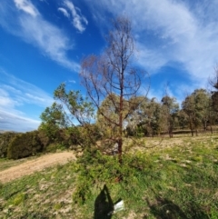 Acacia sp. (A Wattle) at Tuggeranong Hill - 20 Apr 2020 by ChrisHolder