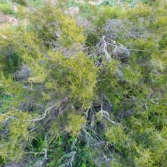 Unidentified Plant at Tuggeranong Hill - 20 Apr 2020 by ChrisHolder